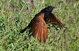 Black Coucal